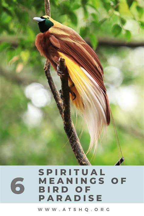 The Hidden Powers of Birds of Paradise: From Divination to Superstition